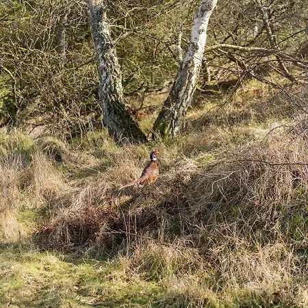 別荘 Fan034-fano-fjeldstien-22 Fanø